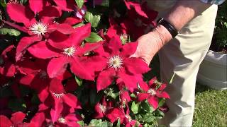 Clematis Rebecca - Best red flowering clematis