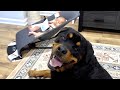 Rottweiler meets baby sister with Olivia |89
