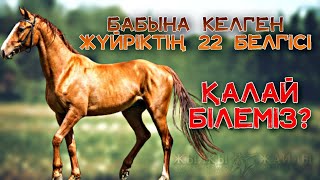 БАБЫНА КЕЛГЕН АТТЫ ҚАЛАЙ ТАНИМЫЗ❓🤔🐎 - Жылқы Жайлы