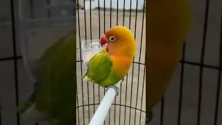 Serem. Lovebird Jantan Konslet Mangap Suara Minor Kering.. Ig Suardimgl