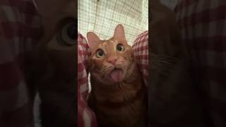 Orange Cats Are Built Different 😂