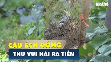 Câu ếch đồng mùa lũ, thú vui hái ra tiền