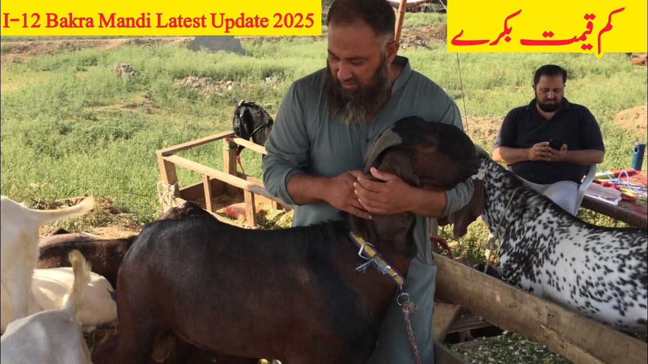 Bakra Mandi Rwp I-12 Bakra Mandi Rawalpindi Update 2025 l Bkara Rates 40k-60k-48k- I-12 ...