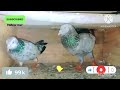 24 March 2024#new #video #pigeon #🥰🕊️🕊️🌹🥀🥀🥀