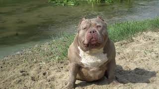 MR.CUB 2024 THE MOST EXTREME AND BIG AMERICAN BULLY POCKET IN THE WORLD/BIGDOGS R KENNEL /ABKC