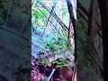 Кабан в прицеле | Момент выстрела119#охота #кабан #охотанакaбана #дикийкабан #hunting #wildlife