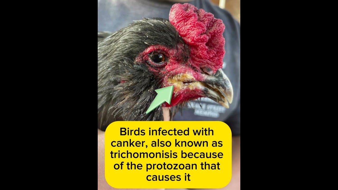 How to Treat Canker in Birds: Effective Tips for Quick Recovery