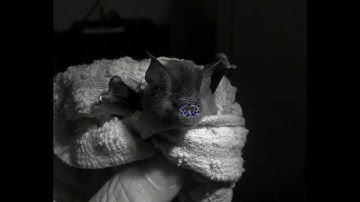 Hipposideros cervinus noseleaf tracking with DeepLabCut