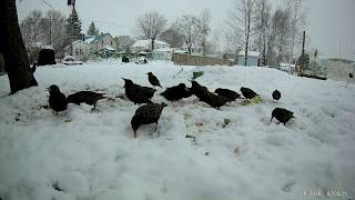 Busy at the Feeder