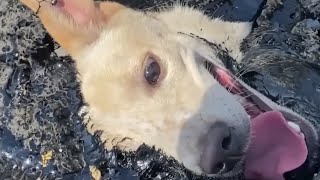 Heartwarming Rescue: Saving a Stray Dog Trapped in Molten Rubber