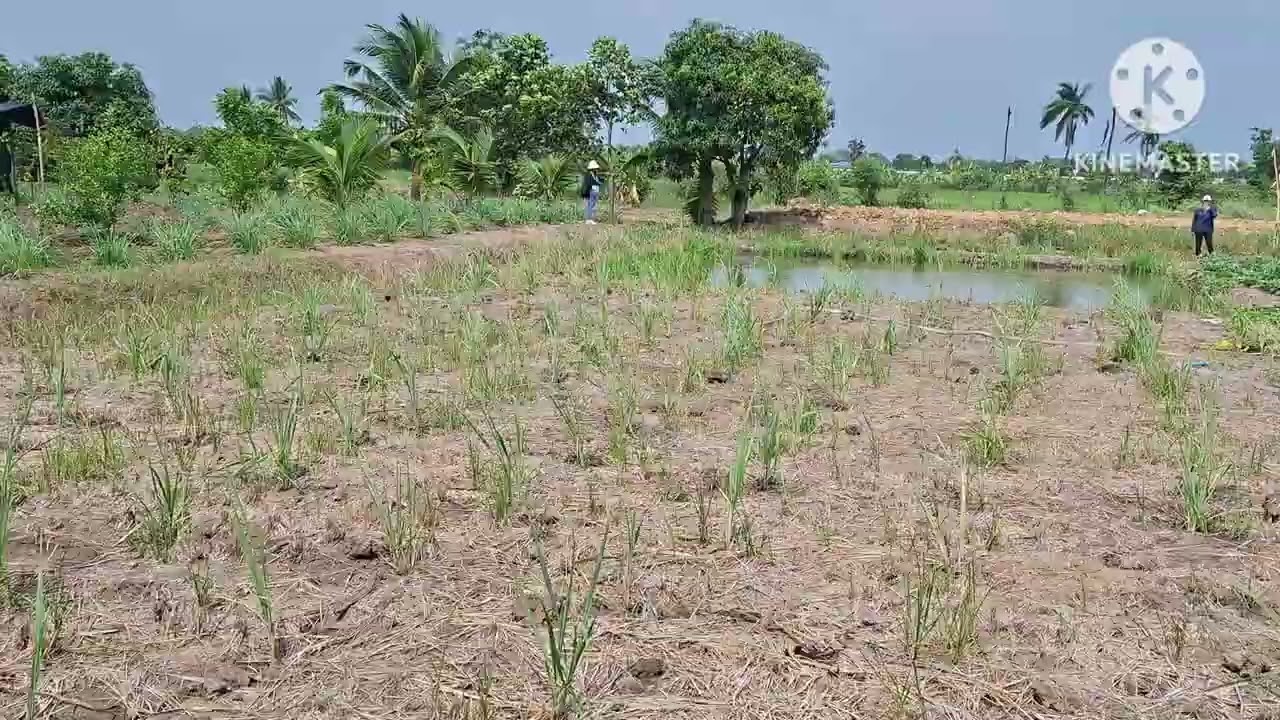 ที่ดินแบ่งขาย นนทบุรี