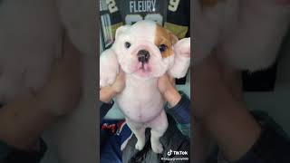 Cute Puppy American Bulldog Adorable Bully Pup Videos Compilation  Pet Goodie #bulldogs #puppy