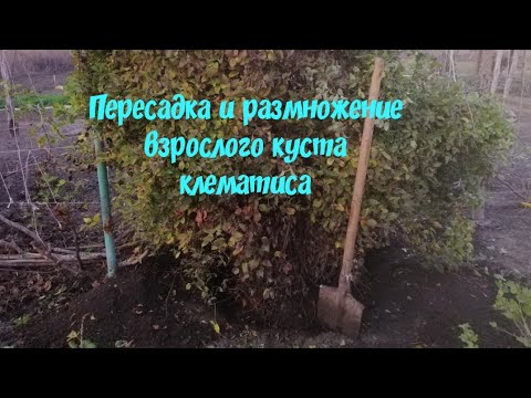 Вопрос: Можно ли пересадить куст клематиса, которому более трех лет?