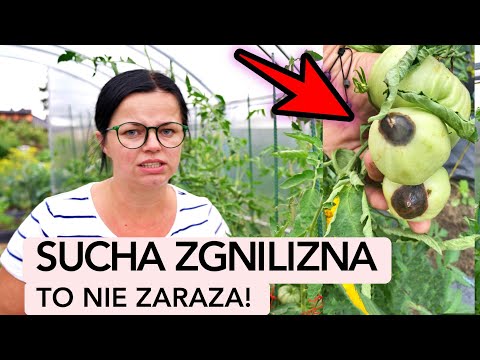 Wideo: Choroba suchej zgnilizny ziemniaka – jak leczyć suchą zgniliznę roślin ziemniaka