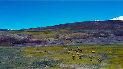 More than 20,000 Tibetan antelopes give birth in NW China's Xinjiang - DayDayNews
