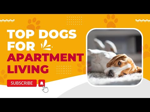 Find Out Which Dog Breeds Best For Living In An Apartment