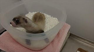 Cloning expands black-footed ferret numbers by one