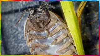 The life of a Roly Poly