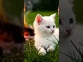 Campfire Comfort | White Kitten ASMR #asmr