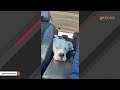 'Dangerous' shelter dog reveals hilarious habit in loving home