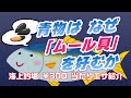 【海上釣堀】青物はなぜ「ムール貝」を好むか【300円の当たりエサ紹介】