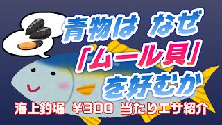 【海上釣堀】青物はなぜ「ムール貝」を好むか【300円の当たりエサ紹介】