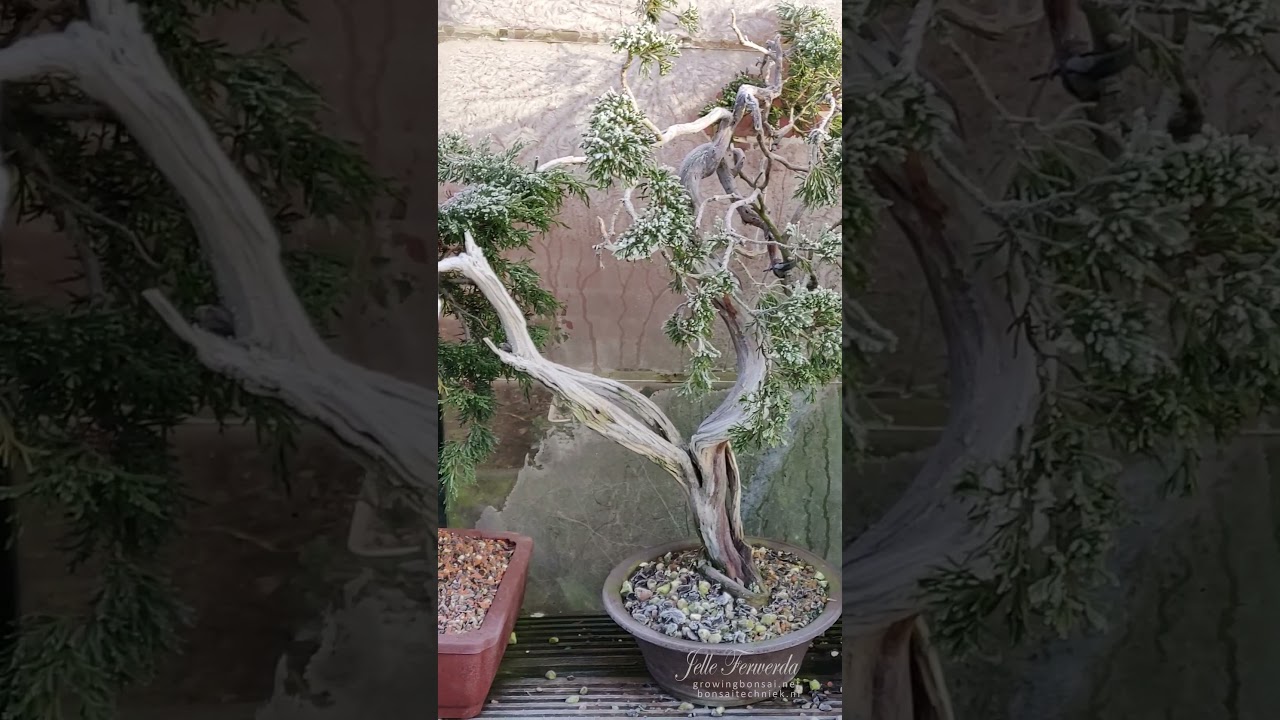 frozen bonsai