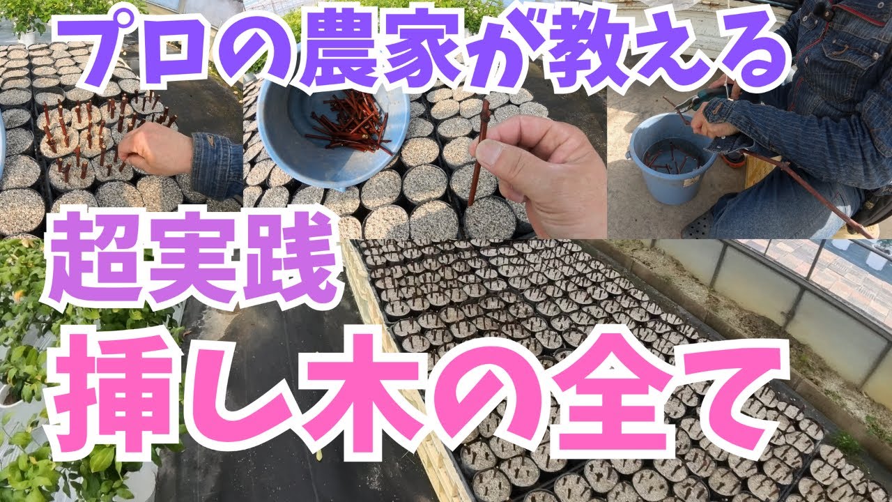 🍇 【プロの農家が教える挿し木の全て】誰でも再現できる！高成功率の