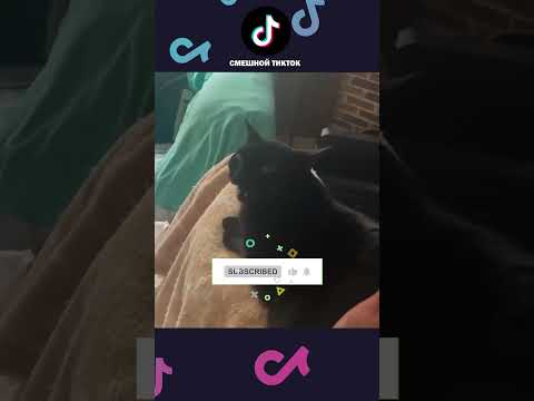 НОВЫЕ ПРИКОЛЫ с котами 2025 😅 Смешные коты, Смешные видео #shorts #смешныекоты #смешныеживотные