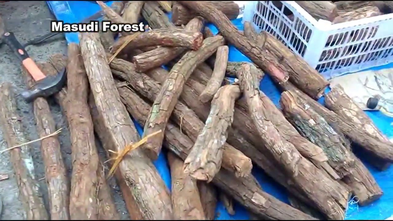 INILAH KAYU BAJAKAH ASLI DARI KALIMANTAN, BAGIAN 1 
