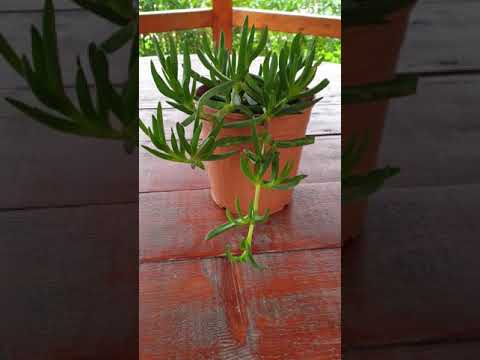 Carpobrotus Acinaciformis; Sally