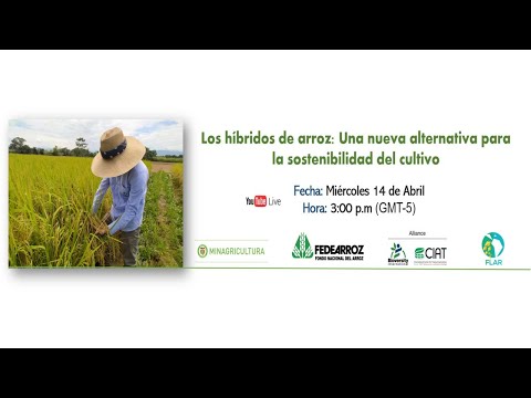 Video: Híbridos De Sandía Para Nuestro Clima