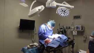 Veterinary Surgery at Conejo Valley Veterinary Hospital