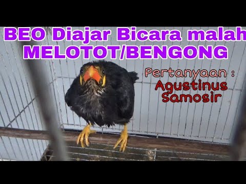 Video: Burung Beo Mana Yang Belajar Berbicara Lebih Cepat