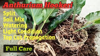 Anthurium Hookeri Black Split, Soil Mix, Care, Watering, Light II Anthurium Split Propagation II