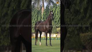 #horse #instagram #viral #shortvideo #viral #viralvideo #trending #song #ncs