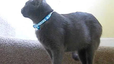 Watch the video about Russian Blue Mix "Sky"