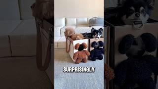 You Won’t Believe How Clever This Puppy Is😱😍#shortsfeed #pets #shorts #doglife #dog #animals #cute