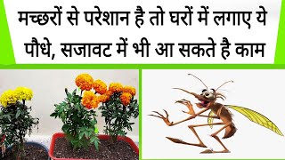 मच्छरों से परेशान है तो घरों में लगाए ये पौधे, सजावट में भी आ सकते है काम।Mosquito।Neha Be Healthy।