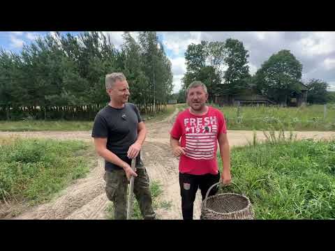 Can you fry pancakes yet? How organic potatoes grow in Plutycze | Farmers from Podlasie