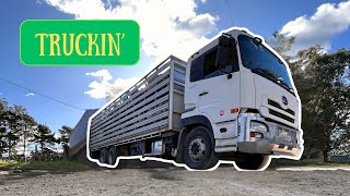 OUR BEST PRICE IN THE YARDS? | Selling Prime Dorset Lambs at Wagga Yards | Australian Sheep Farming