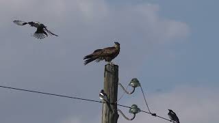 видео: Как общаются коршун и сороки картинка: Как общаются коршун и сороки