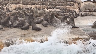 Seals Using Ocean Waves To Push Their Bodies Onto The Island