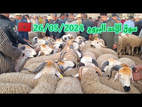 الله على سوق الاحد البروج اقليم سطات بتاريخ 26 05 2024 أثمنة الأغنام اليوم حولي عيد الاضحى