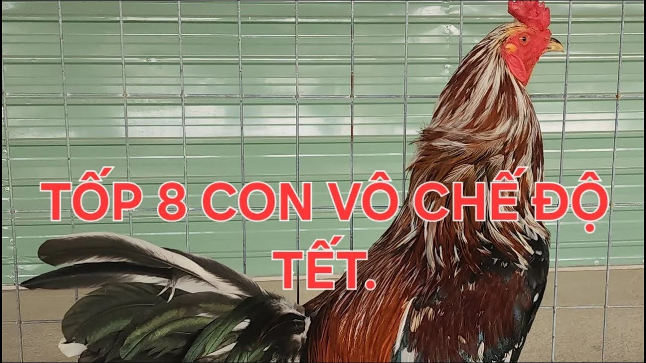 KHÔNG KHÍ XUÂN ĐÃ VỀ...( NGÀY 30/01/2026 )