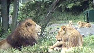 サファリパーク20090910
