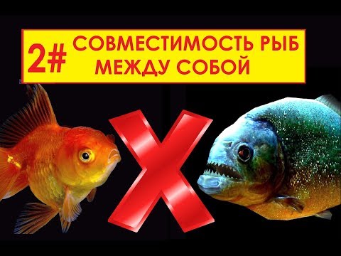 СОВМЕСТИМОСТЬ АКВАРИУМНЫХ РЫБ МЕЖДУ СОБОЙ 2#