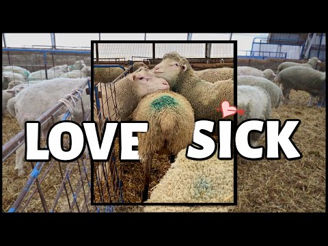 all EWE need is LOVE 😘| this mama means business 😉| Vlog 509