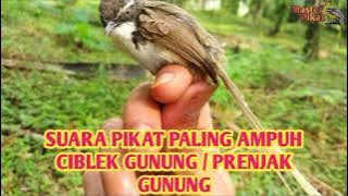 🔴Suara pikat prenjak gunung / ciblek gunung dijamin ampuh