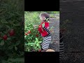 BiBi harvests tomatoes